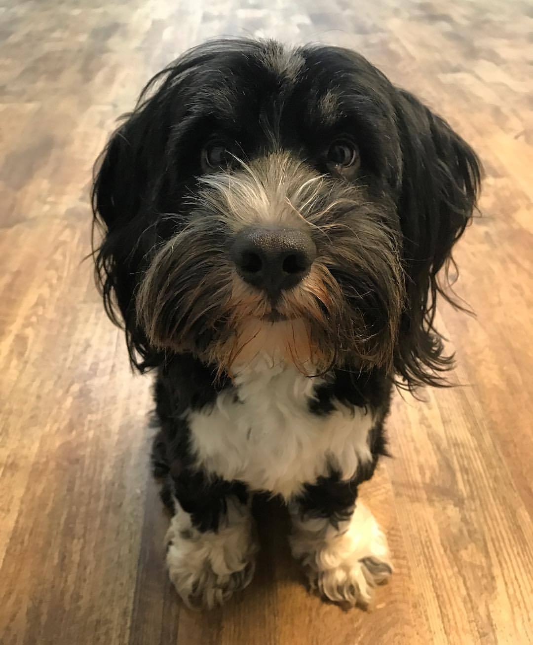 Image of Tibetan Terrier