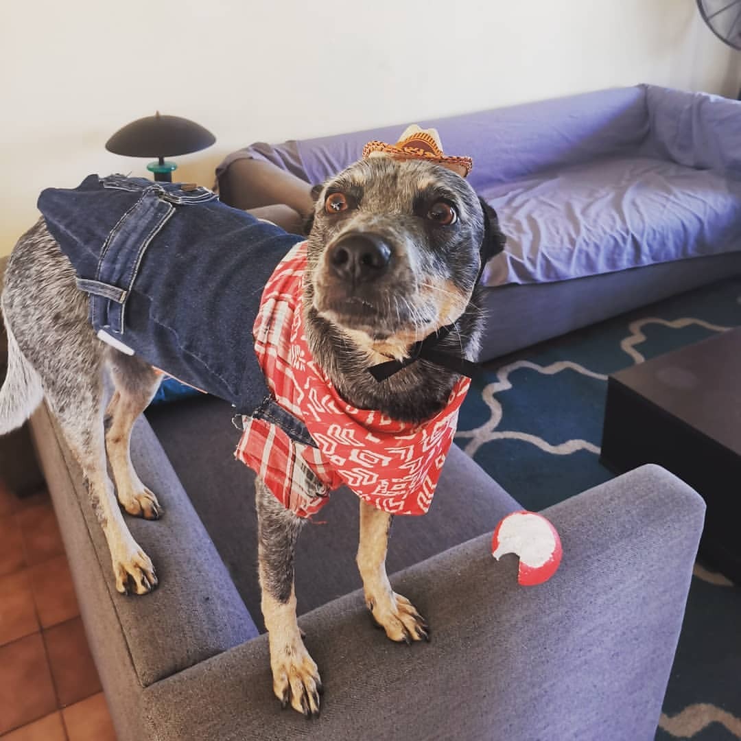 Australian Cattle Dog