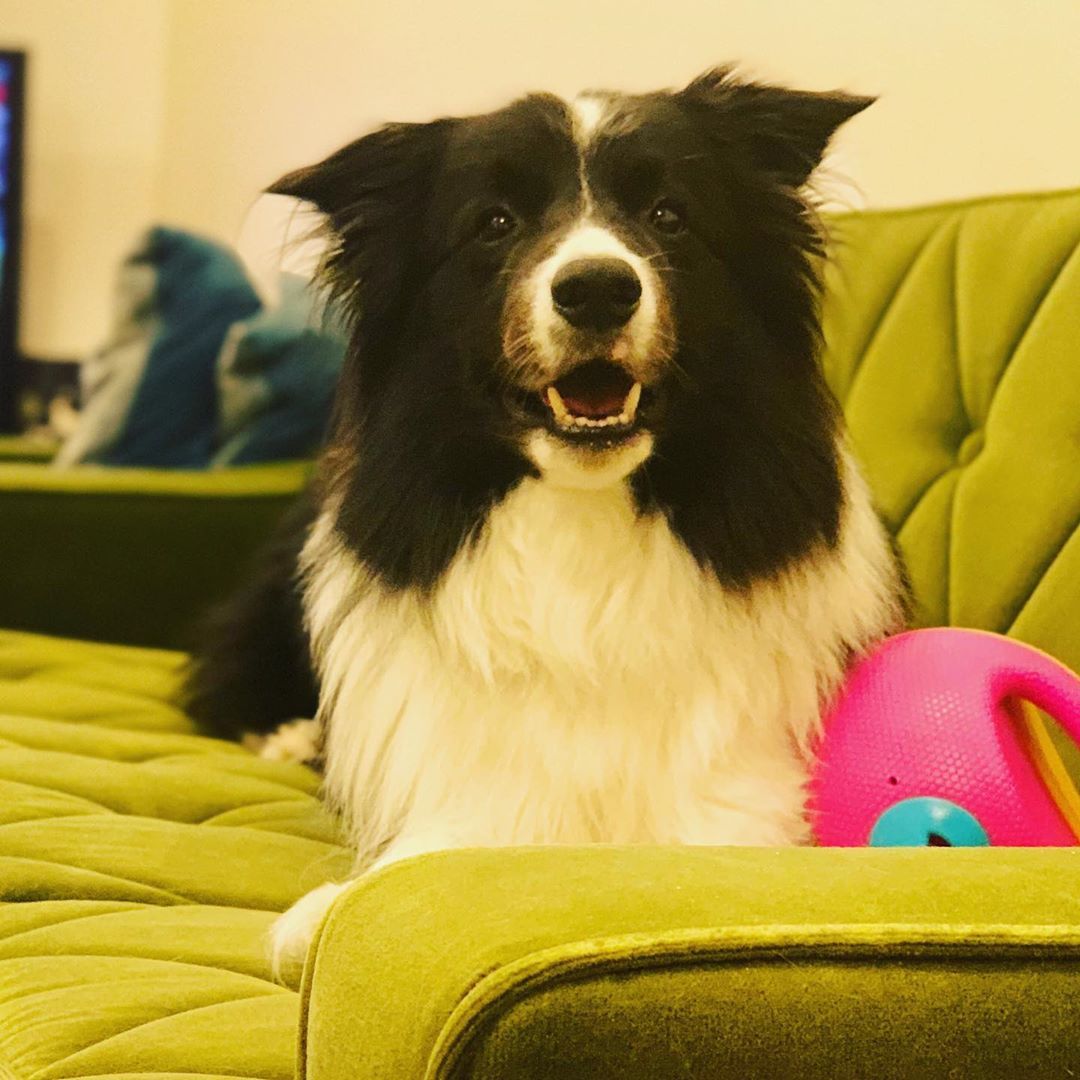 Image of Border Collie