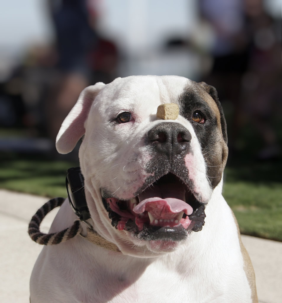 Image of American Bulldog