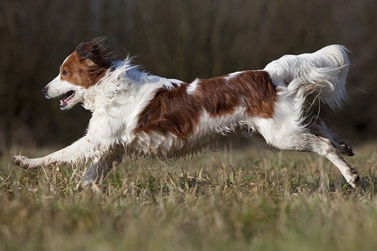 Image of Kooikerhondje