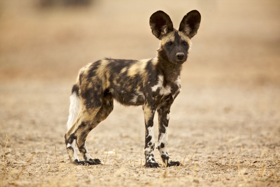 Image of African Hunting Dog