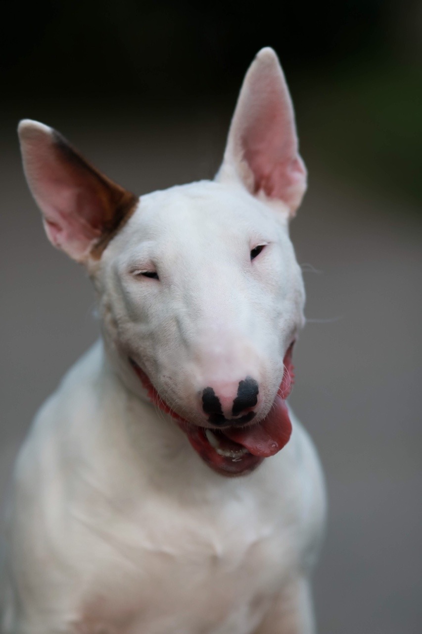 Bull Terrier