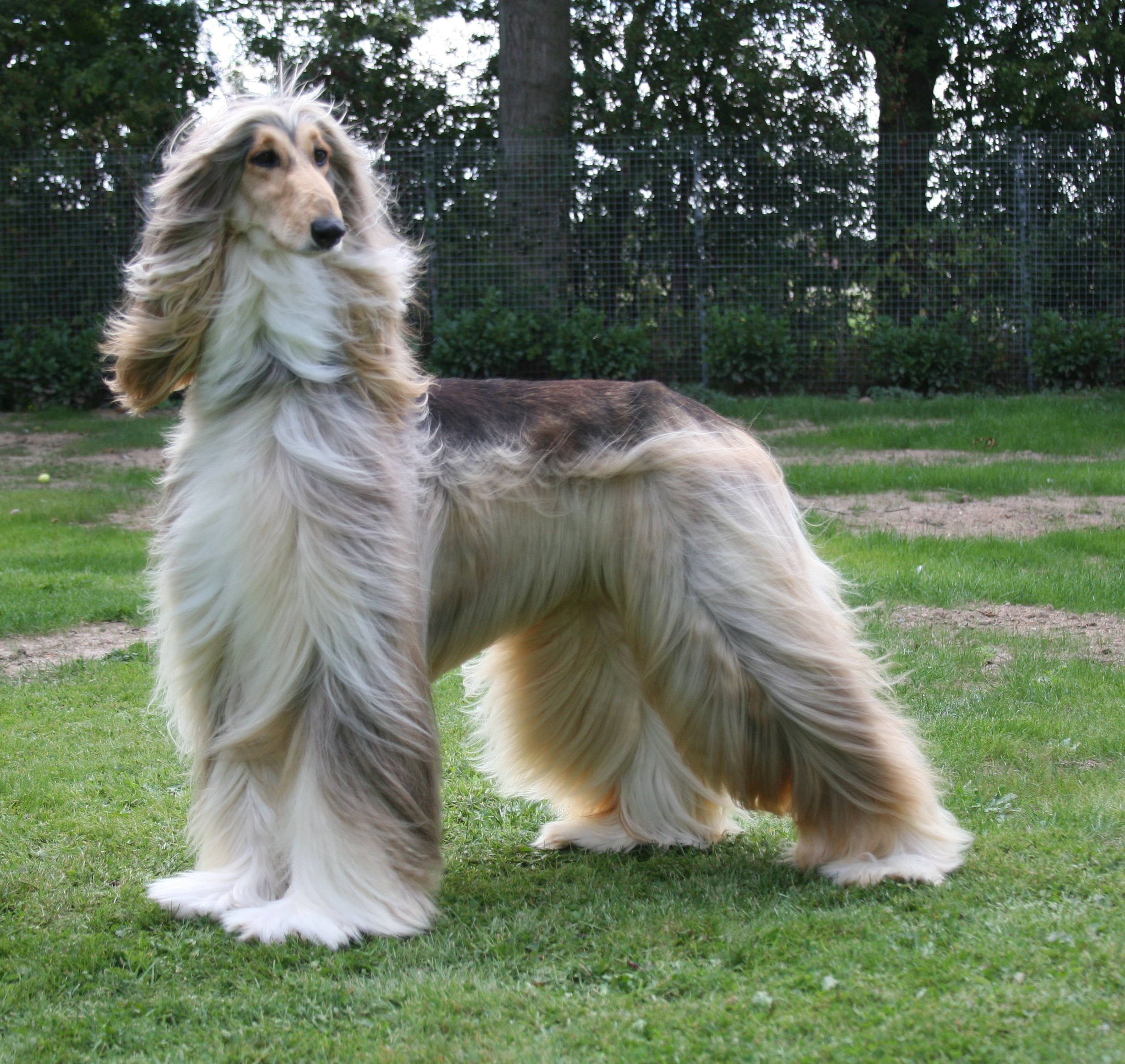 Image of Afghan Hound