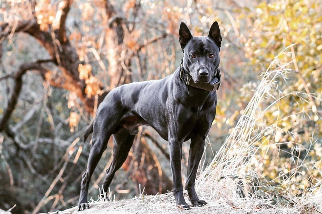 Image of Thai Ridgeback