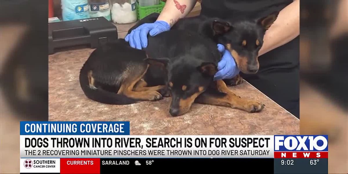 2 dogs thrown off Dog River Bridge, investigators searching for suspect