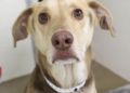 4-year-old Labrador mix Armando abandoned with a note in Phoenix