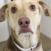 4-year-old Labrador mix Armando abandoned with a note in Phoenix