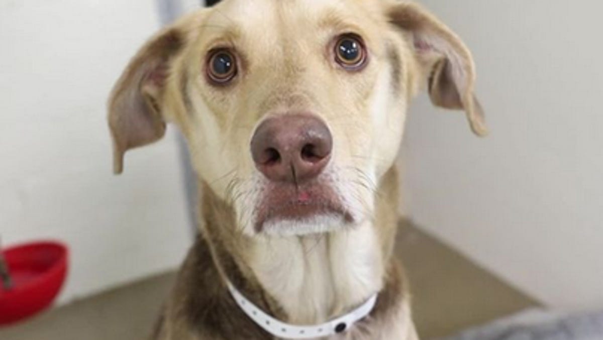 4-year-old Labrador mix Armando abandoned with a note in Phoenix