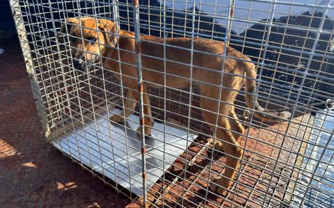 Air Force general’s ‘boonie dog’ video highlights Guam’s fight to control stray population