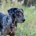 A dog in a meadow