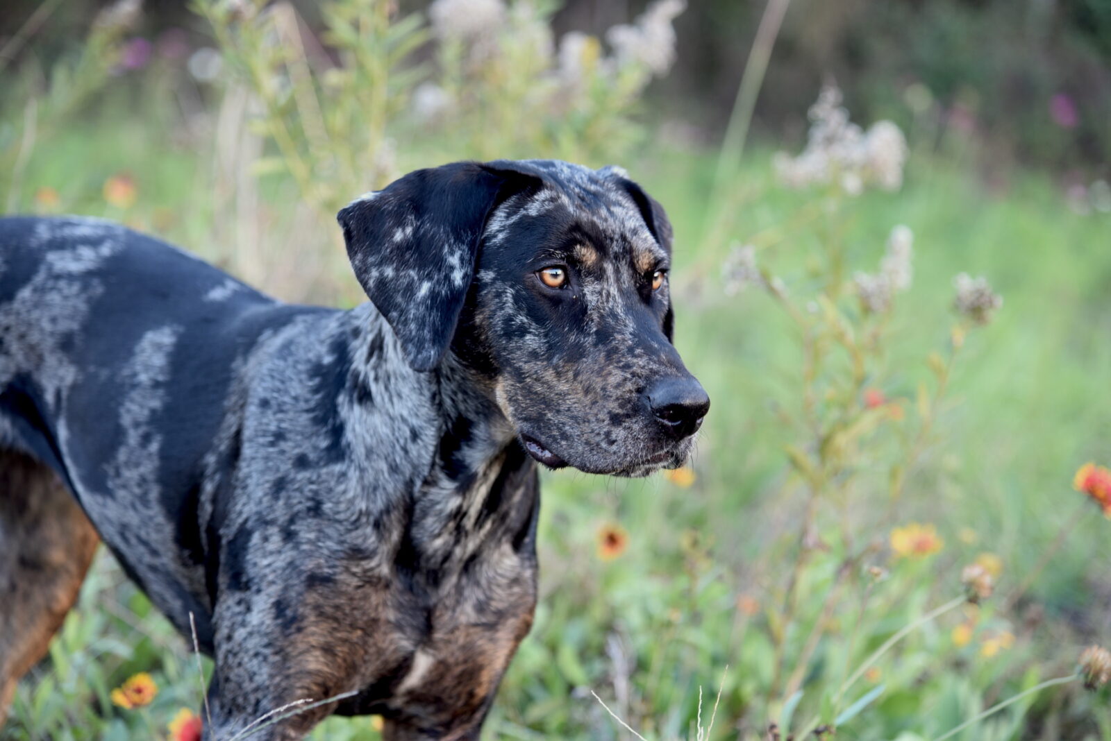 A dog in a meadow