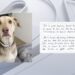 Arizona dog found with heartbreaking note from family looks for forever home