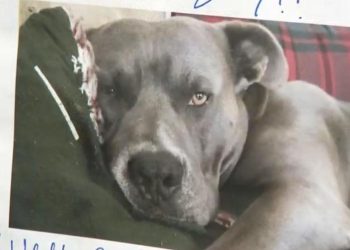 Burbank dog spared from euthanasia after attacking woman