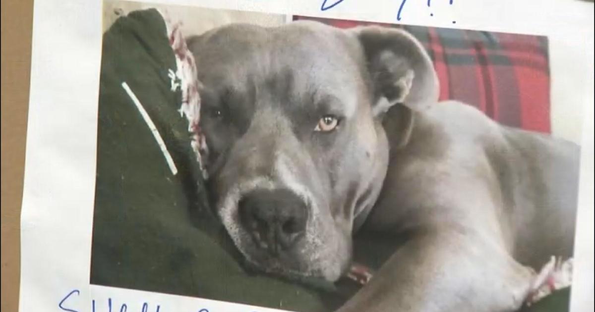 Burbank dog spared from euthanasia after attacking woman