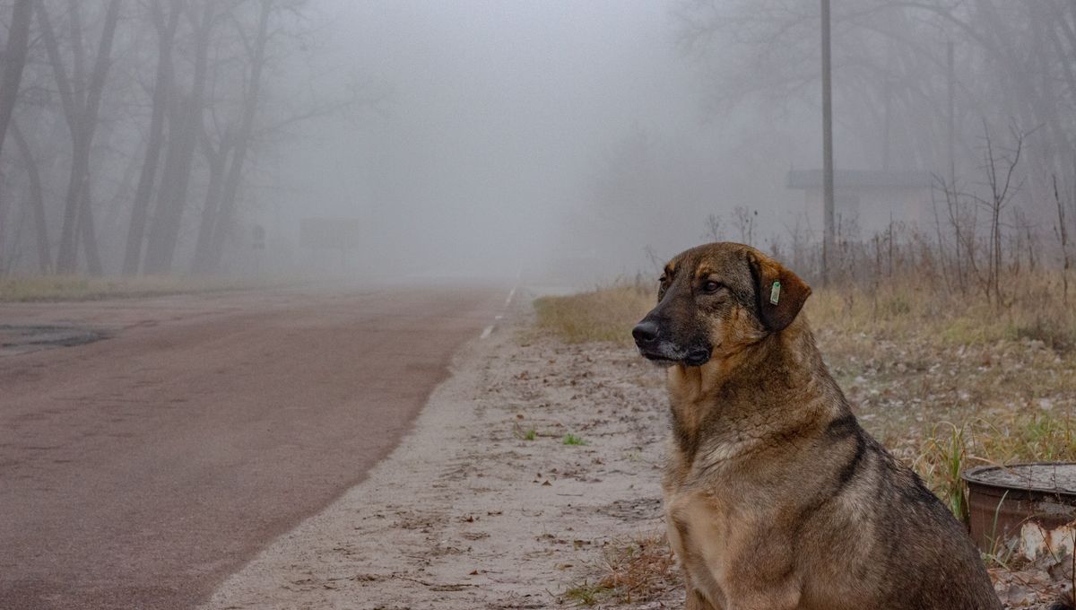 Chernobyl’s Dogs Are Genetically Different – But Increased Mutation Isn’t To Blame