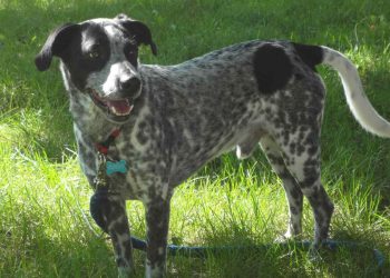 Choosing a Farm Dog from a Shelter