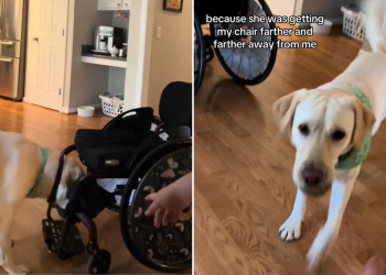 Myrtle the service dog