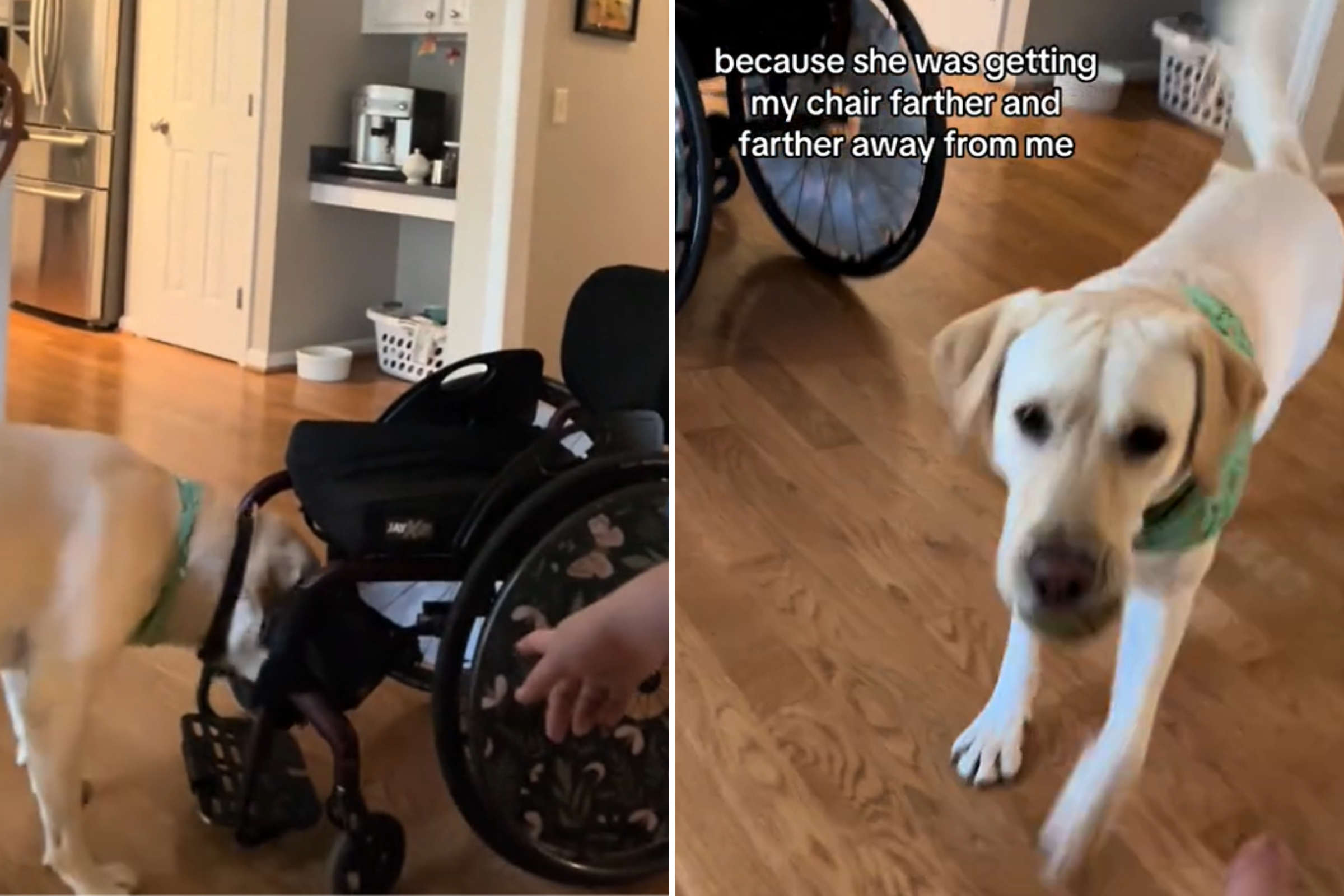 Myrtle the service dog