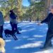 Conifer dog park proposal sparks concerns