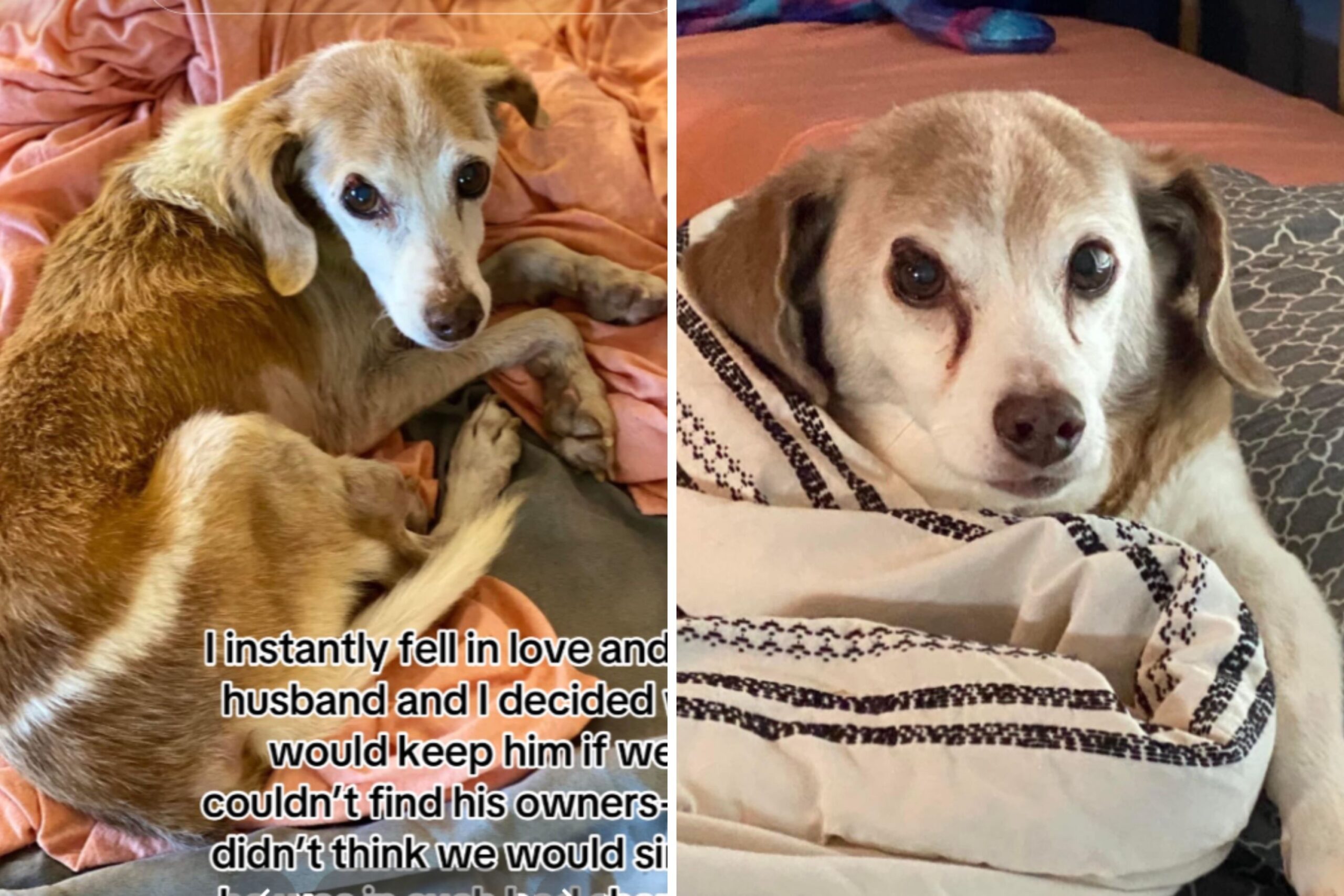 Senior rescue dog transformation