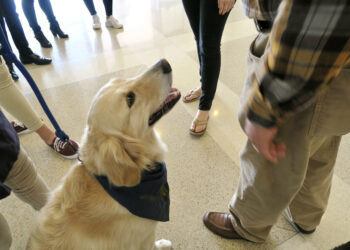 Golden retriever therapy dog surrounded by people.