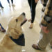 Golden retriever therapy dog surrounded by people.