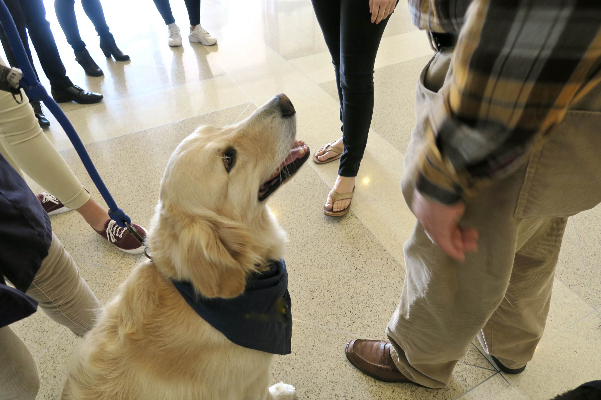 Golden retriever therapy dog surrounded by people.