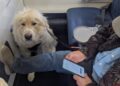 Delta Airline Passenger Gets Frustrated After His First-Class Seat Was Given To Service Dog