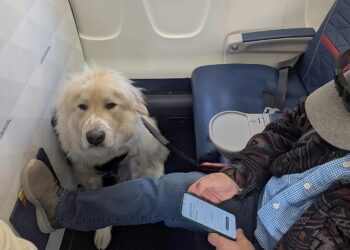 Delta Boots Elite Passenger From First Class—Dog Takes Their Seat As Airline Cites 'Policy,' "Nothing We Can Do"