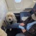 Delta Boots Elite Passenger From First Class—Dog Takes Their Seat As Airline Cites 'Policy,' "Nothing We Can Do"