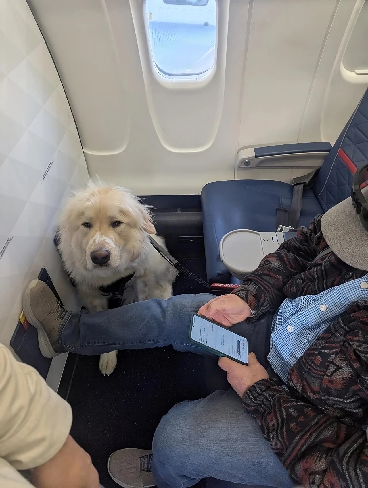 Delta Boots Elite Passenger From First Class—Dog Takes Their Seat As Airline Cites 'Policy,' "Nothing We Can Do"