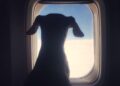 Delta Passenger 'Livid' After Airline Gives Their First Class Seat to Dog: 'What an Absolute Joke'