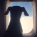 Delta Passenger 'Livid' After Airline Gives Their First Class Seat to Dog: 'What an Absolute Joke'