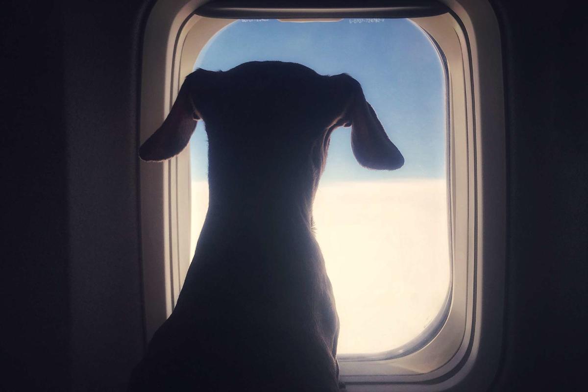 Delta Passenger 'Livid' After Airline Gives Their First Class Seat to Dog: 'What an Absolute Joke'