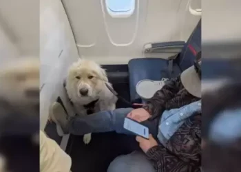 Delta passenger furious after Seat given to service dog: A controversial incident sparks debate