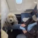 Delta passenger furious after Seat given to service dog: A controversial incident sparks debate