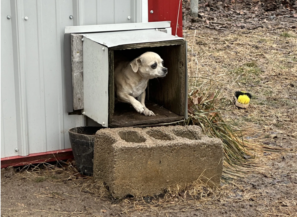 Dog Eat Dog: The Cutthroat Midwest Breeding Ring Behind North Carolina Pet Stores