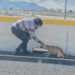 Dog Stranded On Highway Melts Into Her Rescuer's Arms After Being Saved