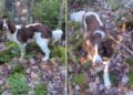 Springer spaniel tail gets stuck