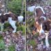 Springer spaniel tail gets stuck