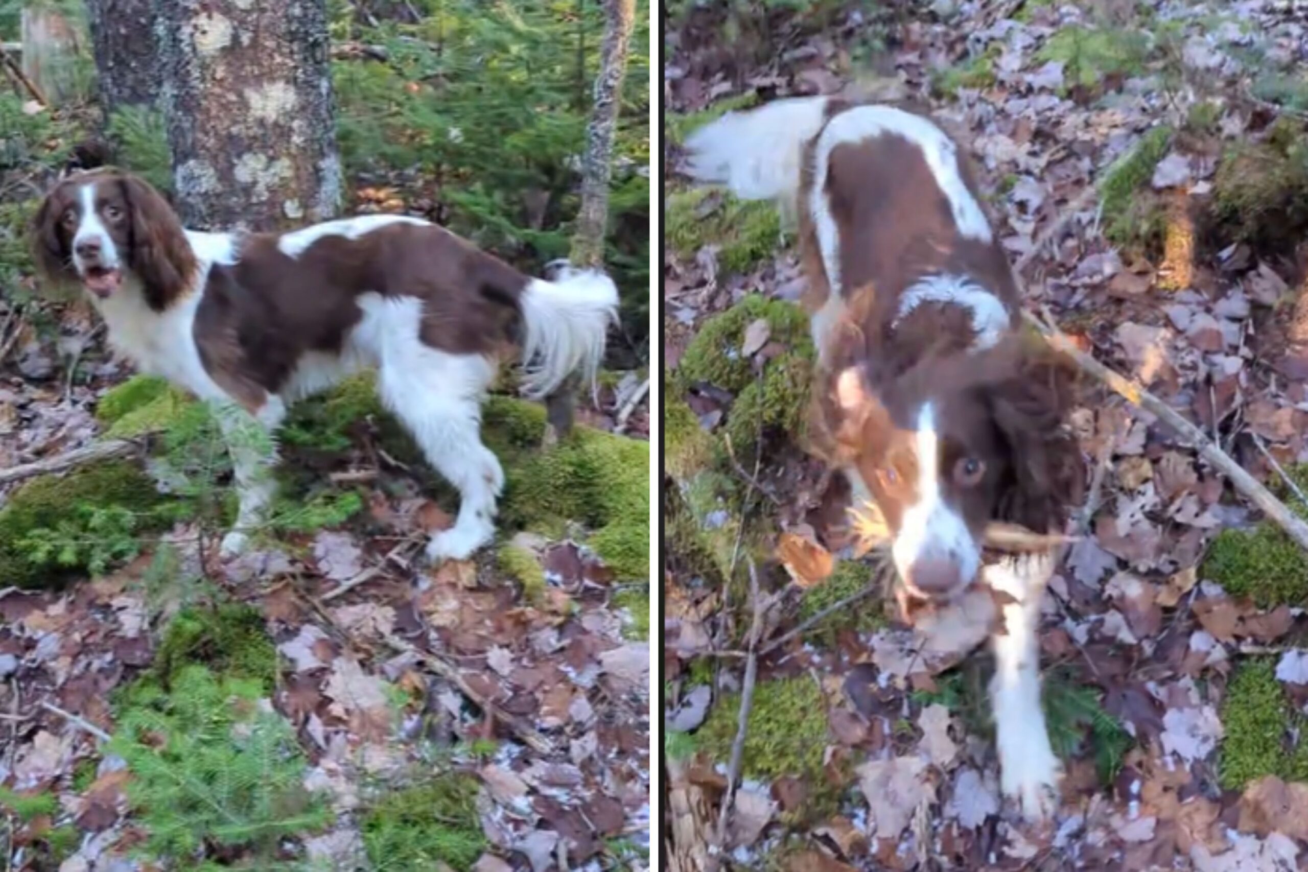 Springer spaniel tail gets stuck