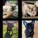 Dog breeding complaints mount against Minnesota fitness influencer 