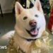 Dog finds new home for Christmas after years in shelter