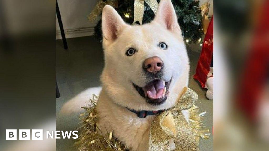 Dog finds new home for Christmas after years in shelter