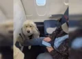 Dog kicks human out of first-class seat on Delta airlines; passenger fumes, ‘absolute joke'