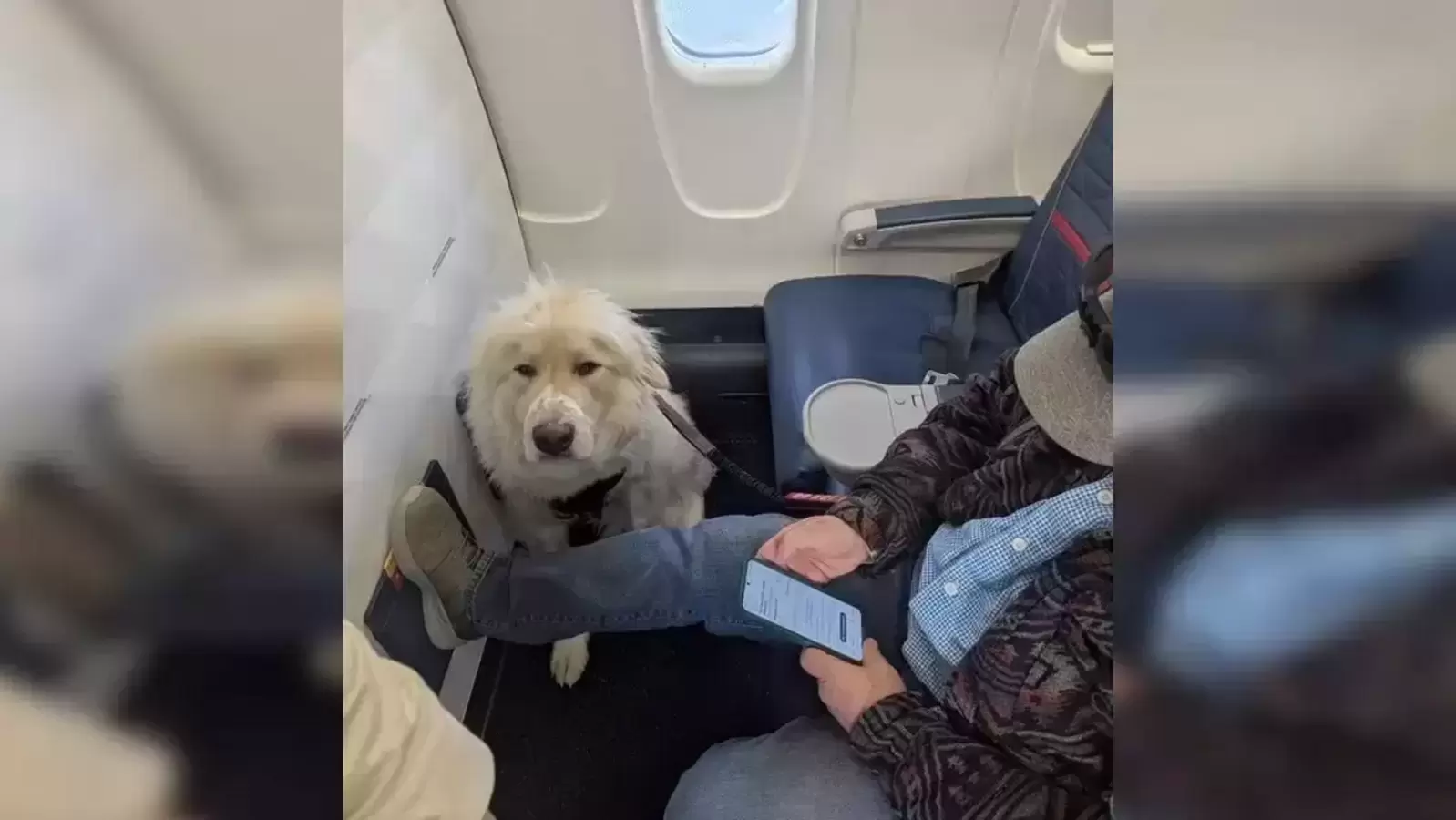 Dog kicks human out of first-class seat on Delta airlines; passenger fumes, ‘absolute joke'