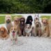 Dog trainer names the 'king of all dog breeds'