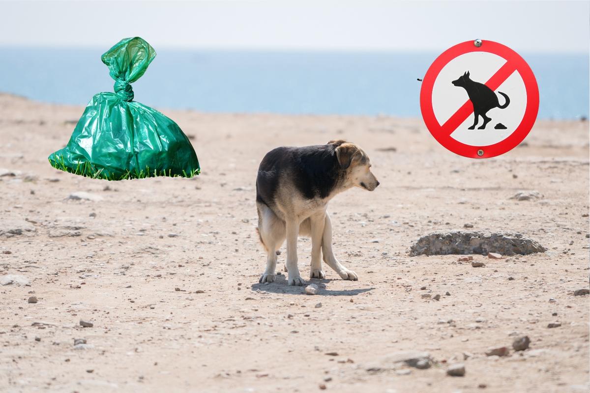 Dogs Owners Lax About Cleaning Poop on Massachusetts Beach