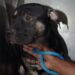 Dogs listed as defendants in dogfighting case. Why are they to blame?